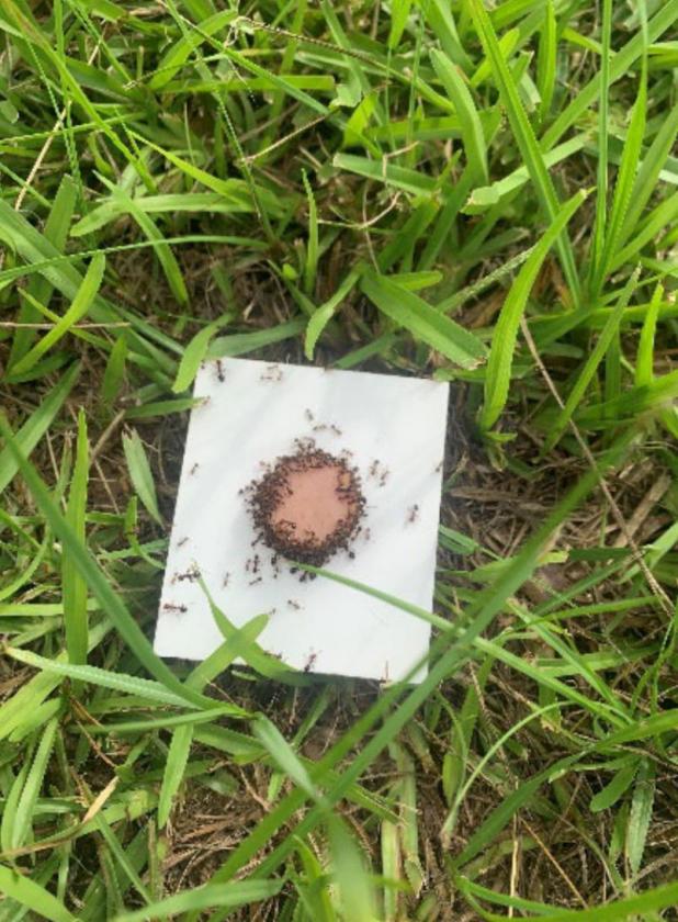 Fire Ant Control….There’s Still Time!