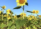 Sunflower and Solar Panel Fields
